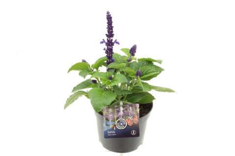 Salvia MYSTIC SPIRES BLUE