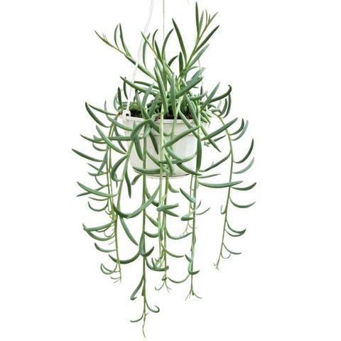 Senecio radicans