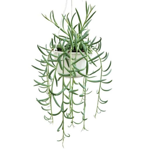 Senecio radicans