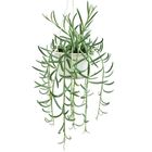 Senecio radicans