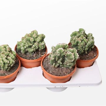 Cereus peruvianus monstrosus cristata