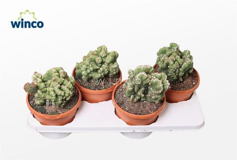 Cereus peruvianus monstrosus cristata