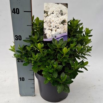 Rhododendron MAISCHNEE (AJ)