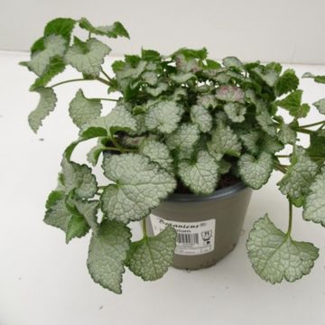 Lamium maculatum 'Pink Chablis'