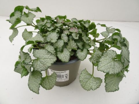 Lamium maculatum 'Pink Chablis'