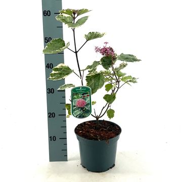 Clerodendrum bungei 'Pink Diamond'