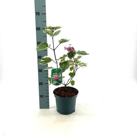 Clerodendrum bungei 'Pink Diamond'