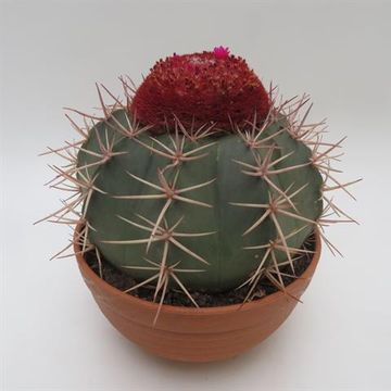 Melocactus bahiensis