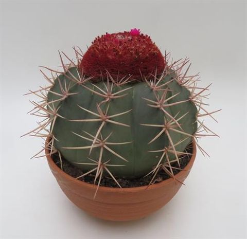 Melocactus bahiensis