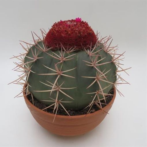 Melocactus bahiensis