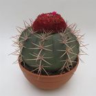 Melocactus bahiensis