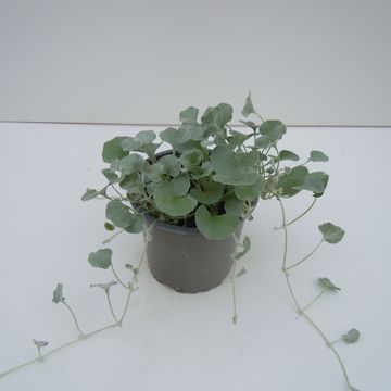 Dichondra argentea 'Silver Falls'