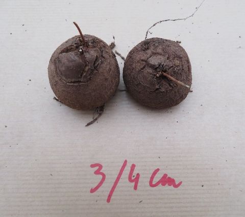 Dioscorea elephantipes