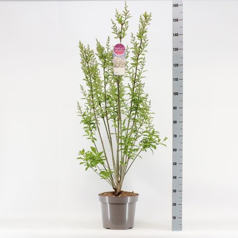 Syringa x henryi 'Tammelan Kaunotar'