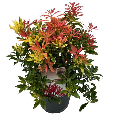 Pieris 'Forest Flame'