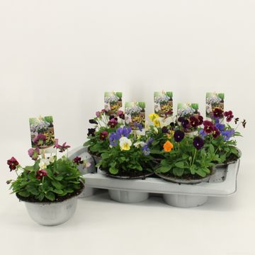 Viola CORNUTA MIX IN POT