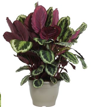 Calathea roseopicta SHINESTAR