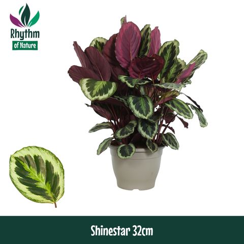 Calathea roseopicta SHINESTAR