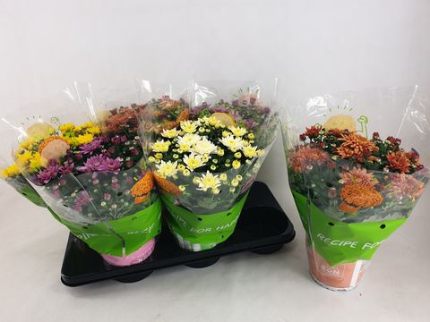 Chrysanthemum HOMERUN MIX