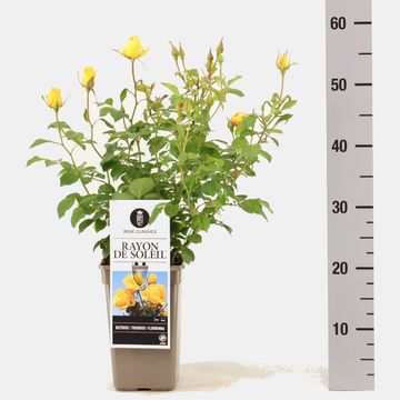 Rosa RAYON DE SOLEIL