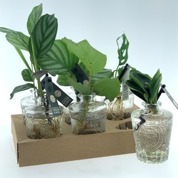 Arrangement Houseplants