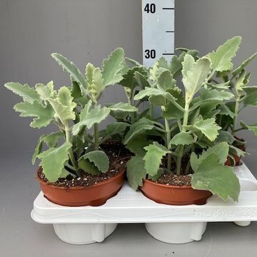 Kalanchoe beharensis 'Oak Leaf'