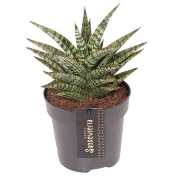 Sansevieria 'Comet Mini Queen No. 1'