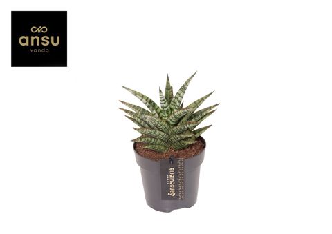 Sansevieria 'Comet Mini Queen No. 1'