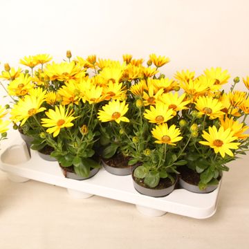 Osteospermum MARGARITA YELLOW