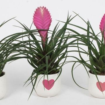 Tillandsia cyanea 'Anita'