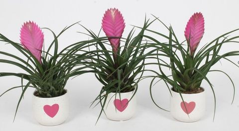 Tillandsia cyanea 'Anita'