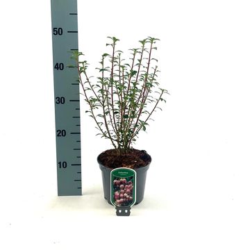 Enkianthus campanulatus