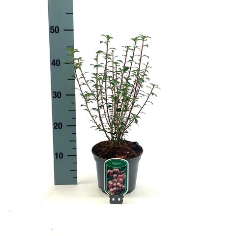 Enkianthus campanulatus