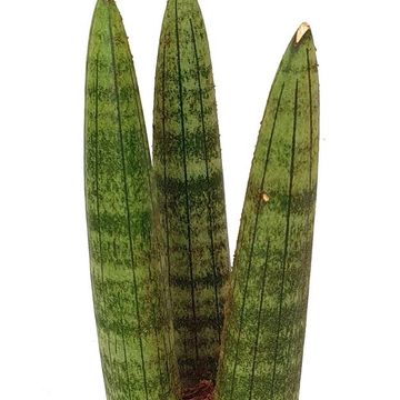 Sansevieria cylindrica 'Straight'