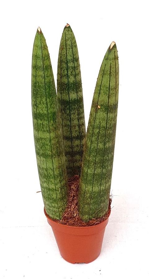 Sansevieria cylindrica 'Straight'