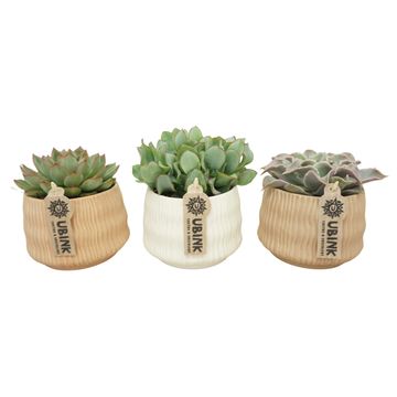 Succulents MIX IN POT