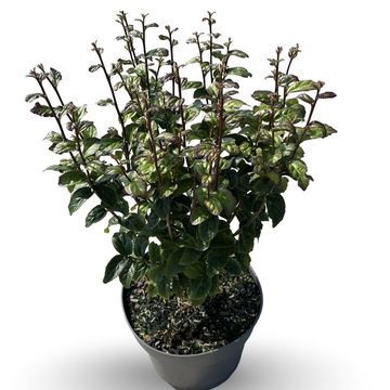 Parrotia persica PERSIAN SPIRE