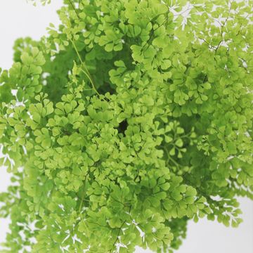 Adiantum microphyllum