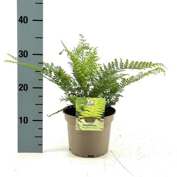 Polystichum setiferum 'Herrenhausen'