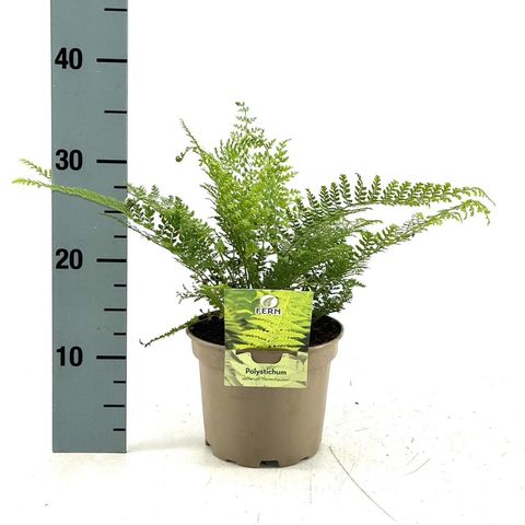 Polystichum setiferum 'Herrenhausen'