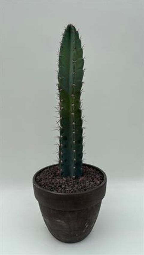 Cereus peruvianus