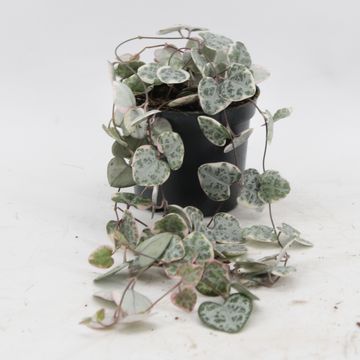 Ceropegia woodii 'Variegata'