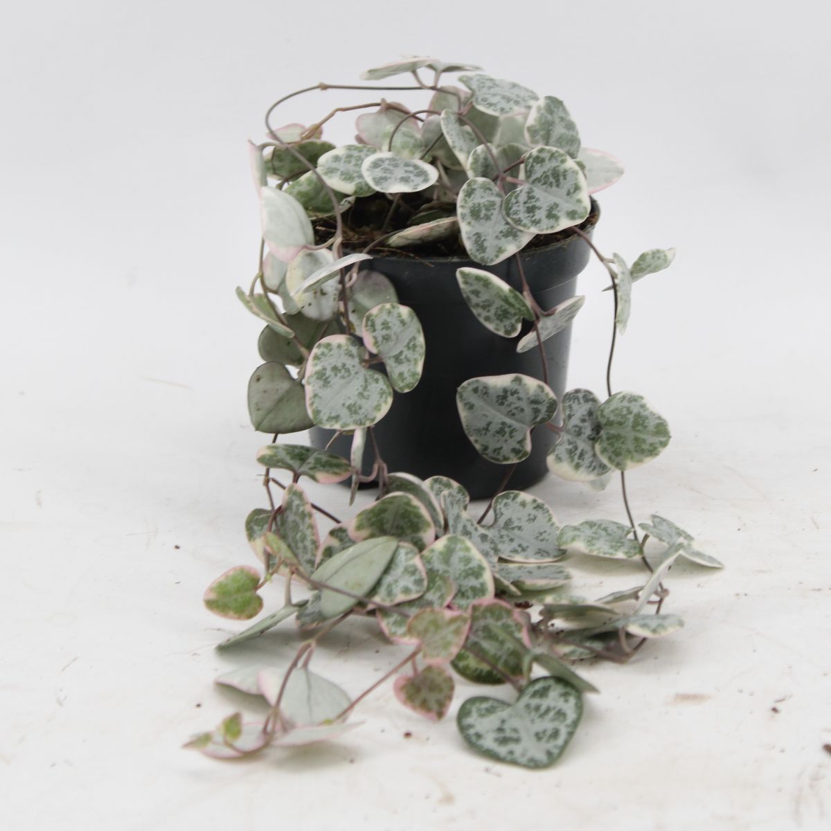 Ceropegia woodii 'Variegata'  Pflanzengrohandel FlorAccess