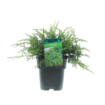 Juniperus communis 'Repanda'