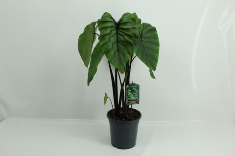 Colocasia 'Pharaoh’s Mask'