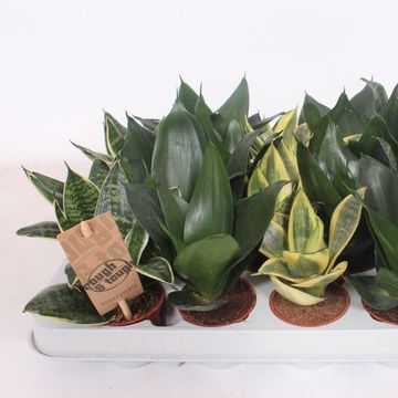 Sansevieria trifasciata HAHNII MIX