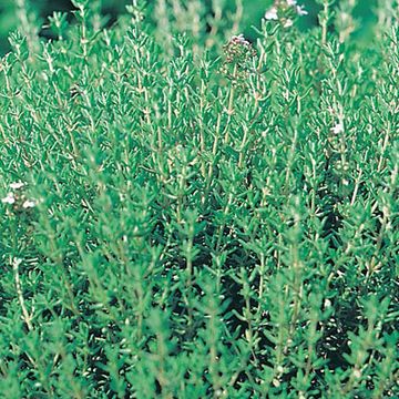 Thymus vulgaris 'Compactus'