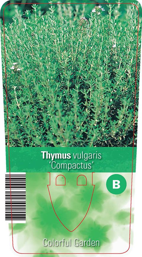 Thymus vulgaris 'Compactus'