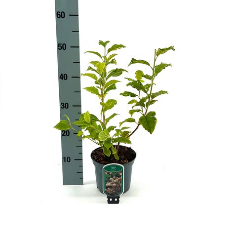 Halesia monticola 'Variegata'