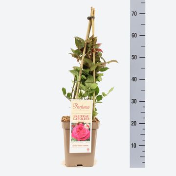 Rosa FREIFRAU CAROLINE